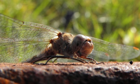 Dragonfly resting   insect, nature, macro, wildlife, green, animal,