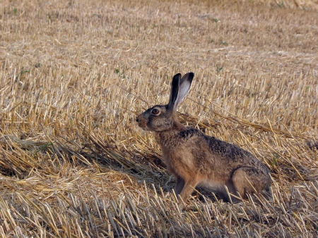 The hare and attentive to all danger 