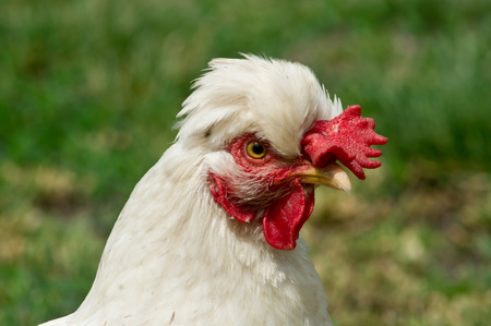 The dwarf tufted hens in the garden.の写真素材