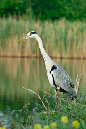 Blue Heron Ardea cinerea in the reeds.の写真素材