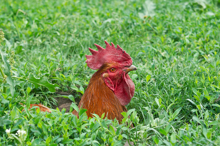The red cock bathed in the sand.の写真素材