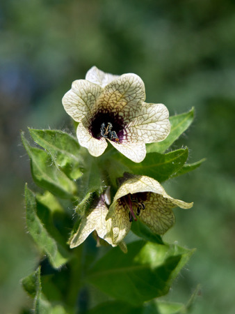 The henbane (Hyoscyamus niger) poisonous wild flower.の写真素材