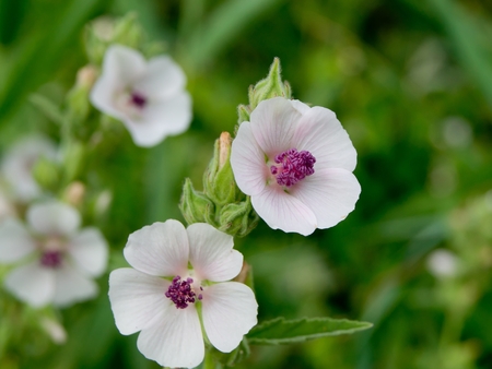 Marshmallow (Althaea officinalis) is a natural healing process.の写真素材