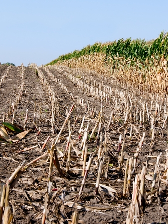 Harvest before the drying of maize (Zea mays) cutting.の写真素材