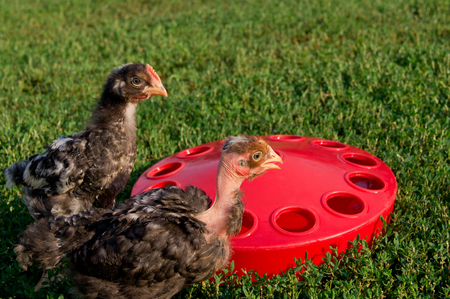 The chicks, the tame drinkers can be set manually.の写真素材