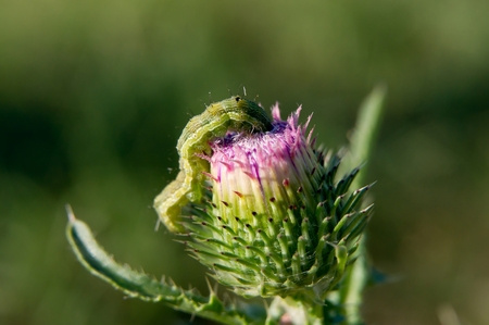 Cabbage butterfly larva of the feast of daisies thistleの写真素材