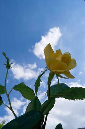 Yellow roses in front of a blue and clouds.の写真素材