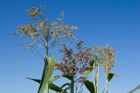 Broomcorn seeds ripen in autumn in the field.の写真素材