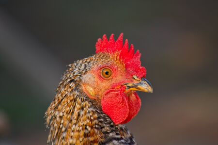 The hen around the house. poultry, bird,の写真素材