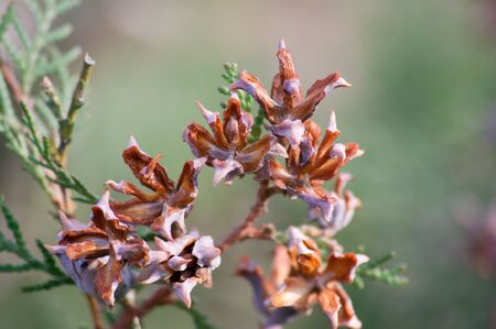 The harvest branches heavily laden arbor vitae.の写真素材