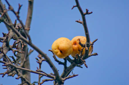 In the autumn a pear tree to the left.の写真素材