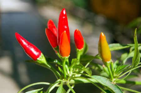 The chili pepper (Capsimum frutescens) ripe, red fruits.の写真素材