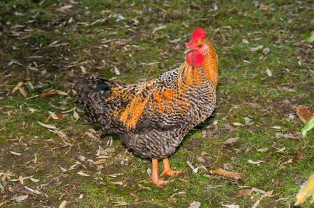 In the courtyard of the guard speckled rooster.