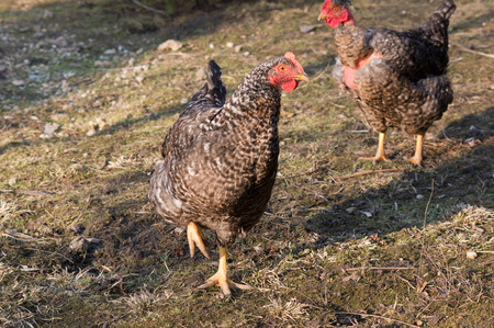 The speckled hens scratching in the yard.の写真素材