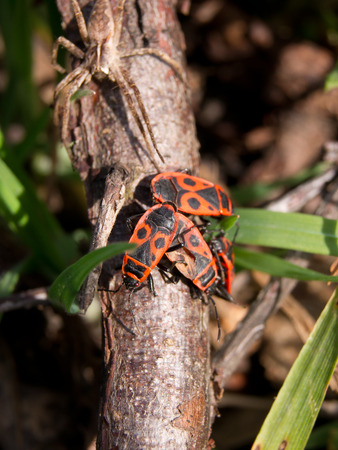 The cimic rossonera (Pyrrhocoris apterus) spring sunshine.の写真素材