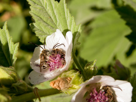 Marshmallow (Althaea officinalis) is a natural healing process.の写真素材
