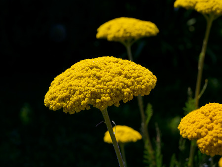 The fragrant yarrow (Achillea filipendulina) feature of gardens.の写真素材