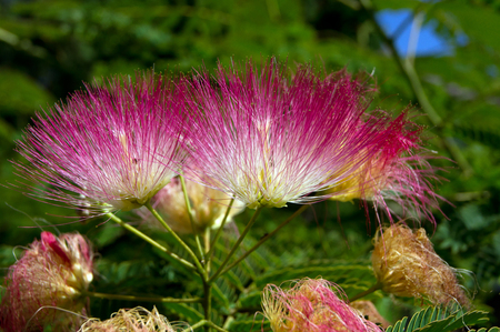 The Persian silk tree (Albizia julibrissin) flower.の写真素材
