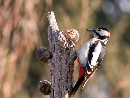 Great Spotted Woodpecker (Dendrocopos major) in the bird feeder.
の写真素材