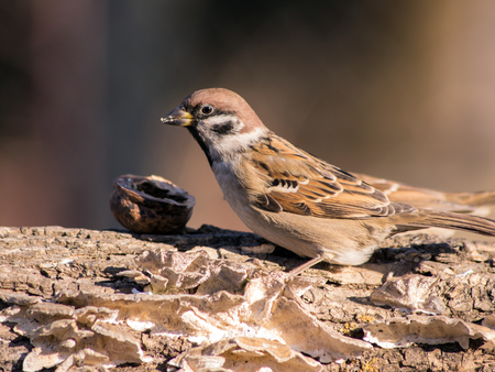 Sparrow (Passer domesticus)
 in the winter bird feeding.
の写真素材