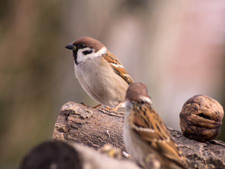 Sparrow (Passer domesticus)
 in the winter bird feeding.
