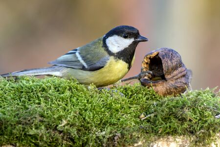 Great Tit (Parus major), a useful garden birds.の写真素材
