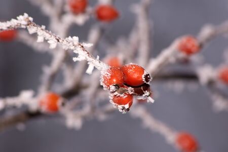 Frosted  wild rose (Rosa Canina) along the way.の写真素材