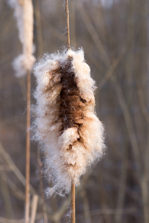 Cattail (Typha latifolia) mace made from the seeds disperse.の写真素材