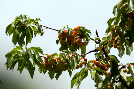 Cherry is cherry on the trees of the garden.の写真素材