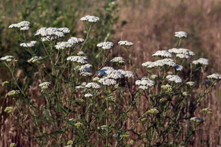 The wild yarrow (Achillea collina) herbal medicine as well.の写真素材