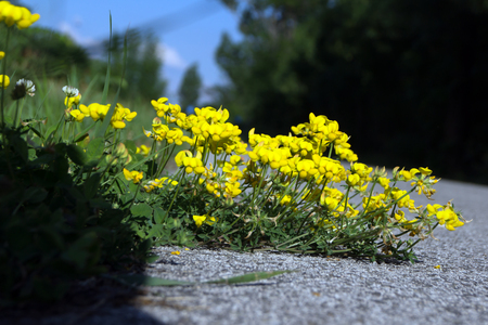 The yellow flowers over the lake in large numbersの写真素材
