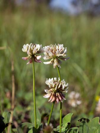 Red flower (Trifolium pratense) flower in the field.の写真素材