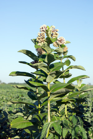 Wild duck (Asclepias syriaca)  poisonous plants in the ditch.の写真素材