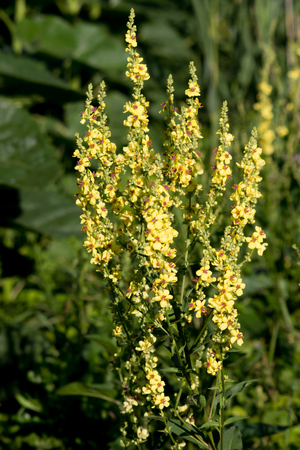 Mullein (Verbascum. Blattaria) is an alternative healing field plant 