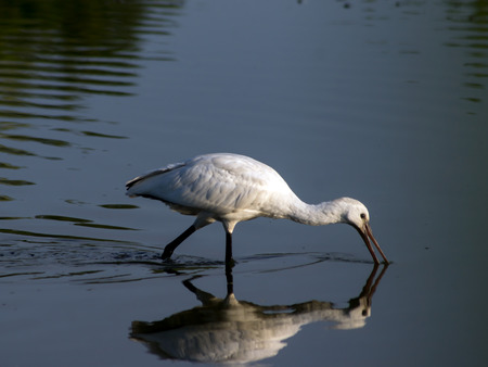 Pike-perch (Platalea leucorodia)の写真素材