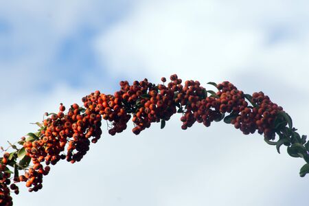 The fire thorn (Pyracantha coccinea) yields the park ornament.