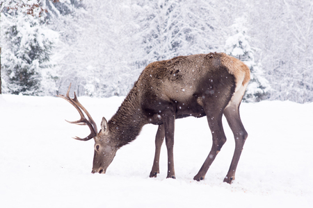 Winter snowy deer and trees in the dense snowfall.の写真素材