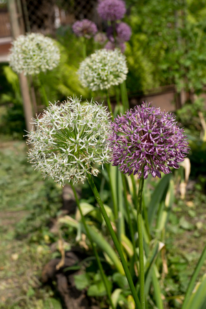 The giant ornamental onion (Allium giganteum) spring buds.の写真素材