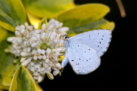 Common blue (Polyommatus icarus) in the autumn flowersの写真素材