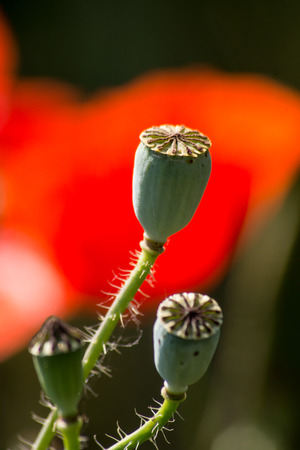 Poppy (Papaver rhoeas) flowers in summer fields.の写真素材