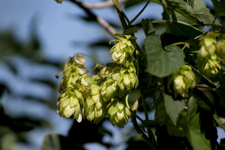 Hops (Humulus lupulus) can be harvested in the autumn.