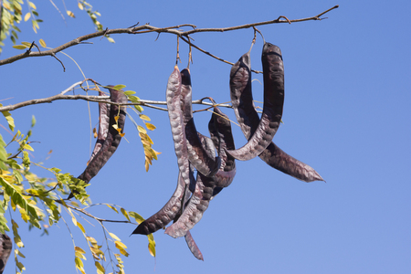 From the Honey locust (Gleditsia triacanthos) edible fruits.の写真素材