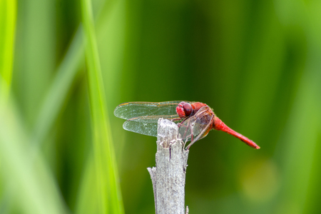 Roadside dragonfly (Sympetrum flaveolum) is a common species.の写真素材