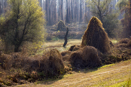 Damage to the common vineyard (Parthenocissus inserta).の写真素材