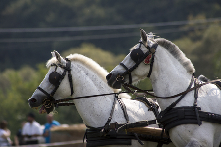The tennis ball is on the towing barrier.の写真素材
