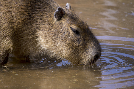 Aguti (Dasyprocta leporina) is drinking on the lakeside.の写真素材