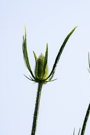 The dipsacus laciniatus roadside ditches, fallow plants.の写真素材