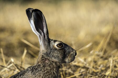 The  hare (Lepus europaeus) and attentive to all danger.の写真素材