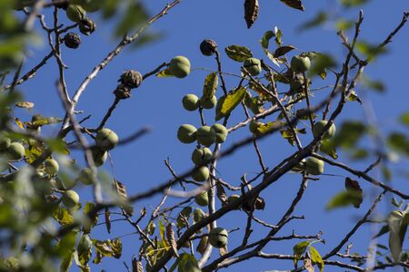 The common walnut (Juglans regia L.) are still green walnuts.
