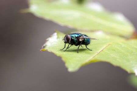 The housefly (Musca domestica) rests on the leaf.の写真素材